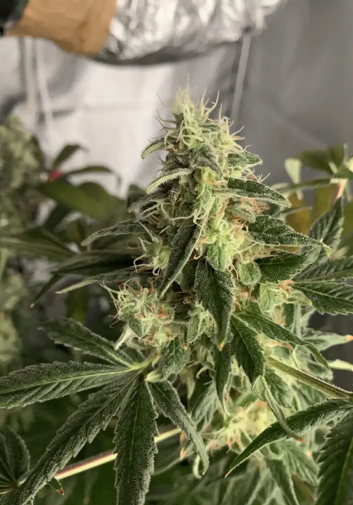Gealato Kush
