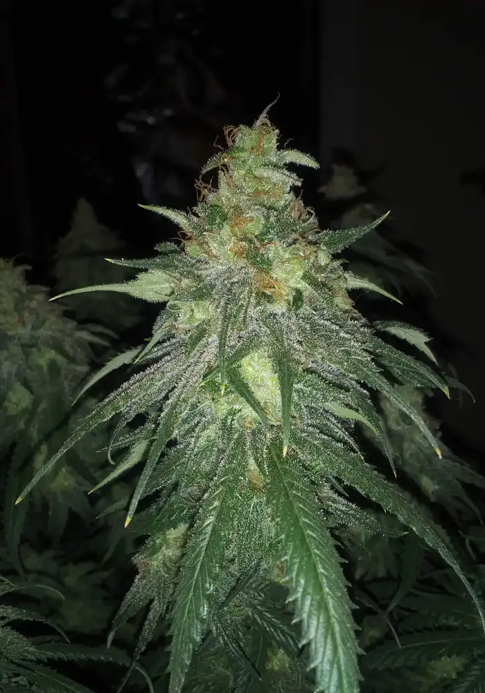 Midnight Kush