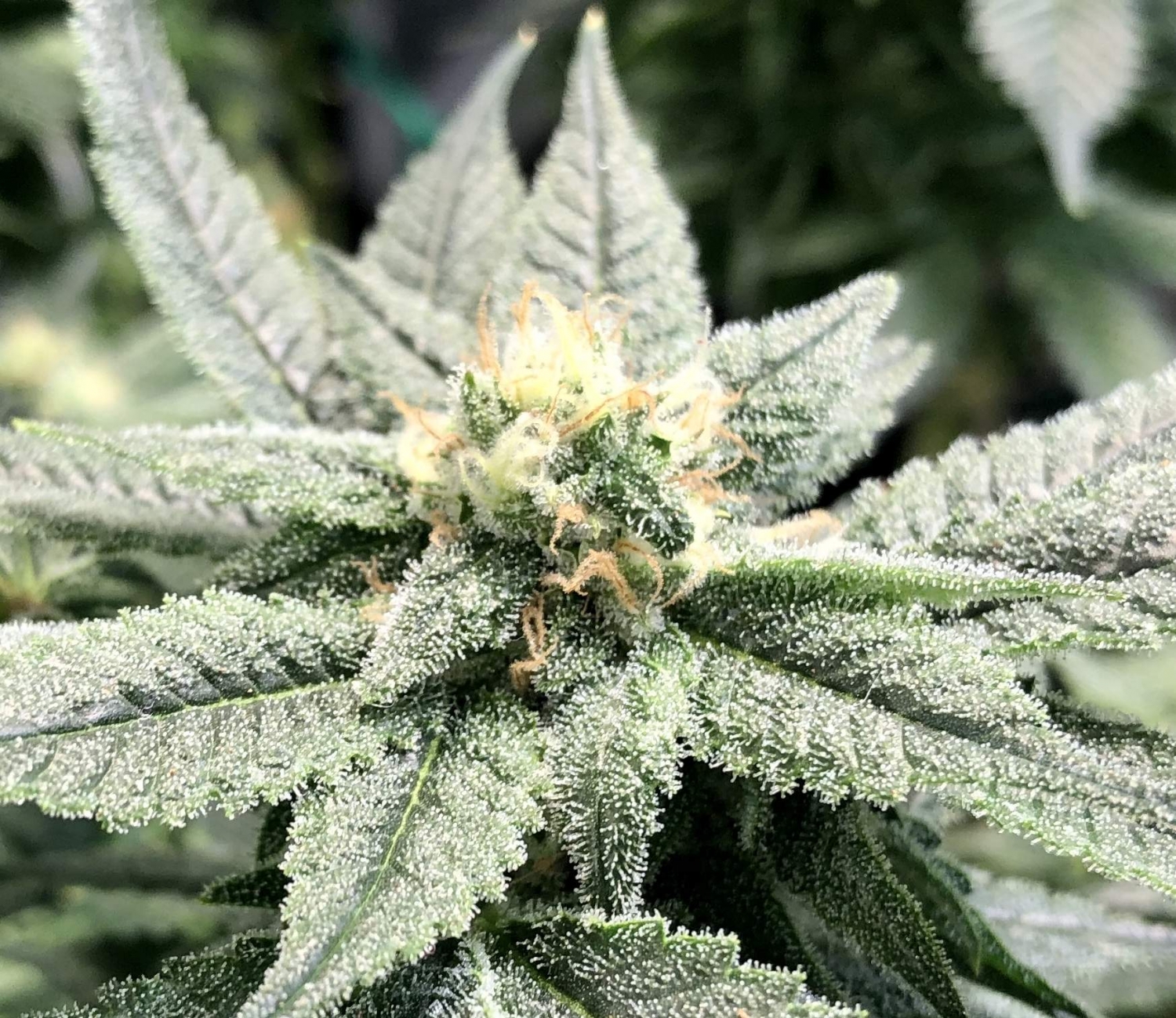 Catalina Wine Mixer Strain Info / Catalina Wine Mixer Weed By Green Point Seeds GrowDiaries