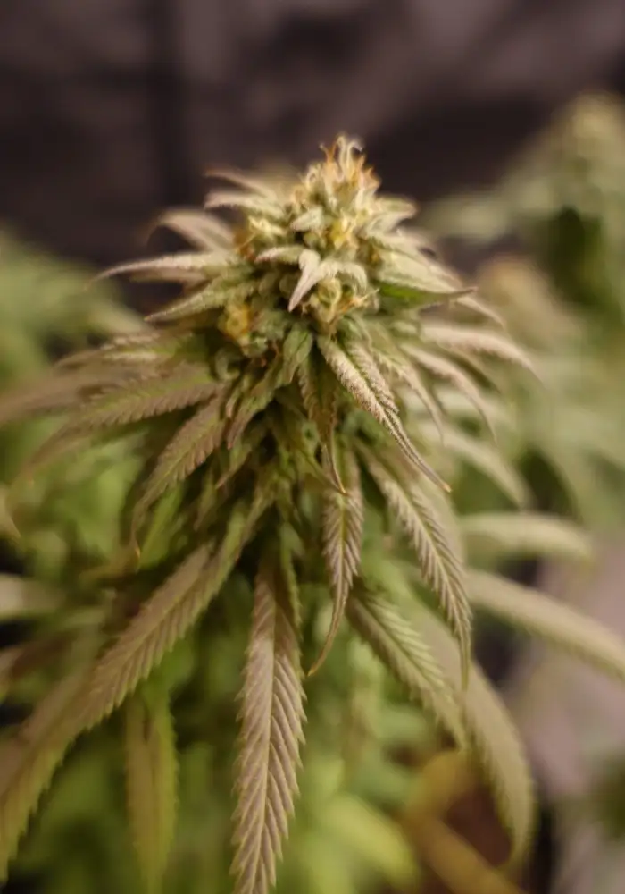 Blueberry Kush