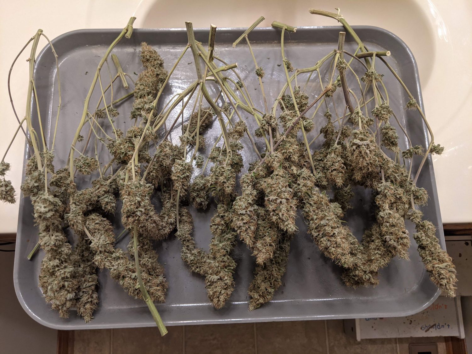 Super Skunk Strain Info / Super Skunk Weed By G13 Labs - GrowDiaries