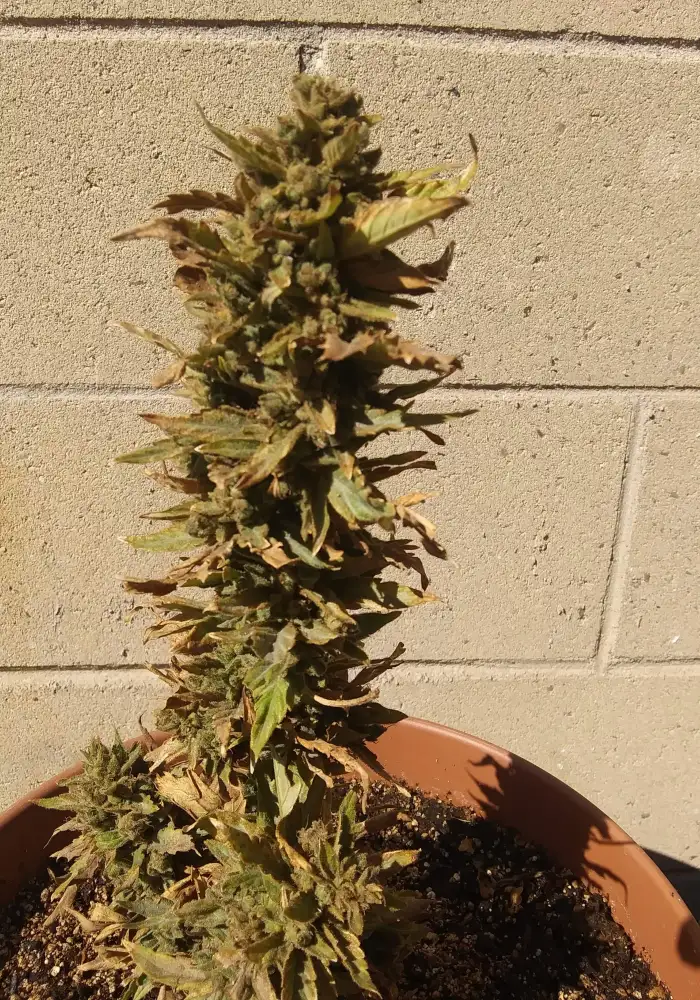 Critical x Gorilla Glue #4 Auto