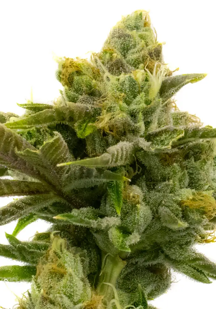 Critical x Northern Lights Auto