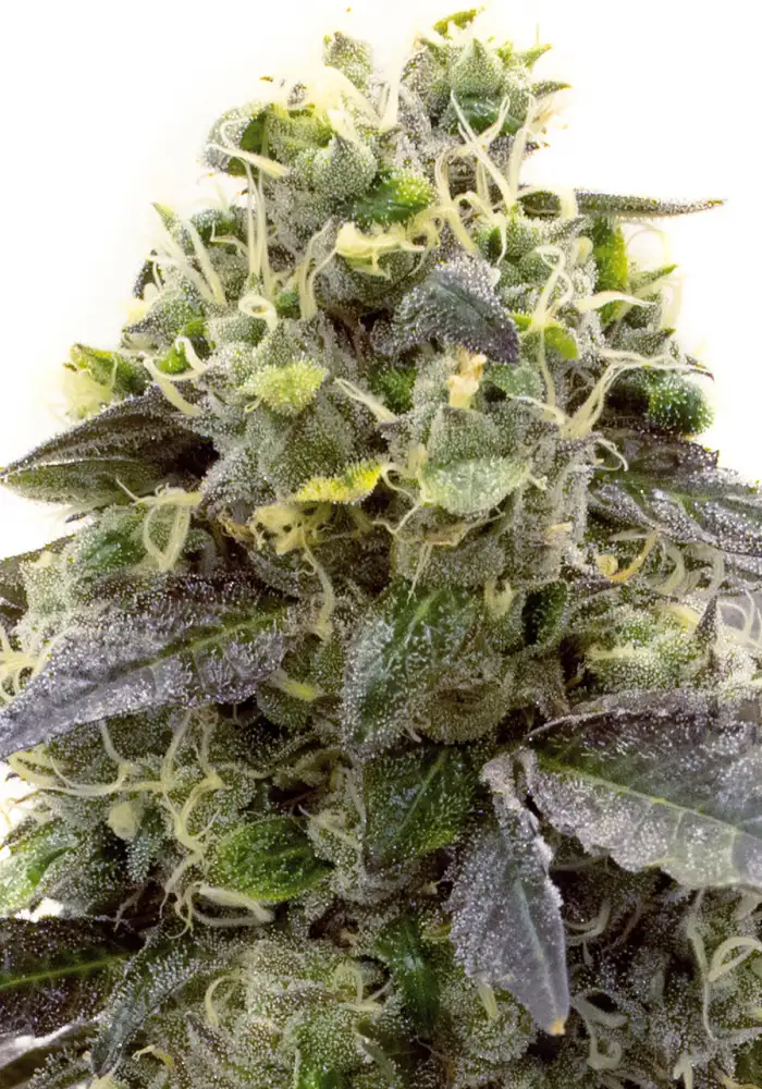 Crystal