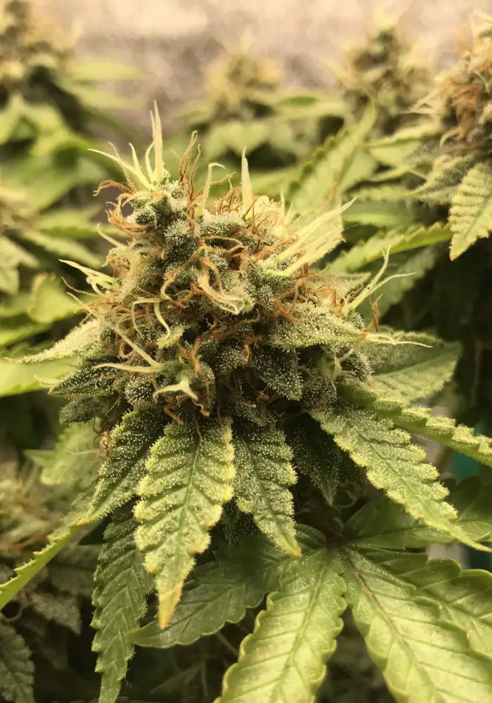 Blueberry Gum