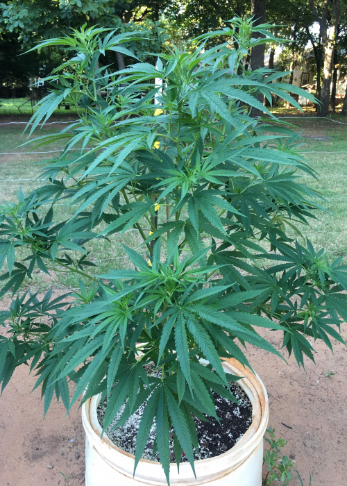 Afghan Kush Strain Info Afghan Kush Weed By Homegrown Cannabis Co