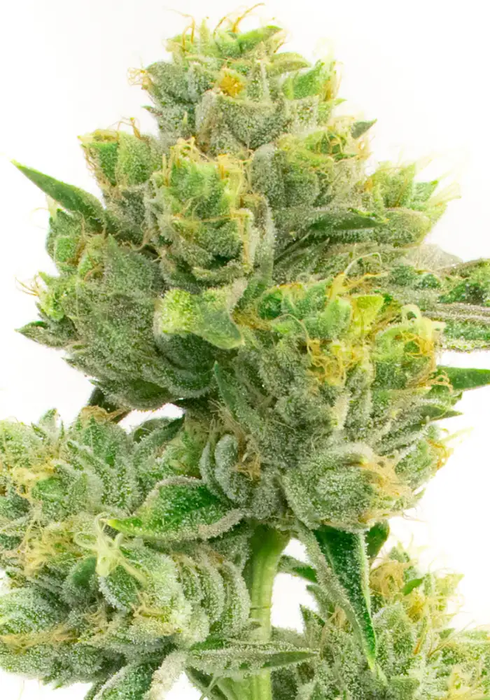 Afghan Hawaiian x Laos x Jamaican