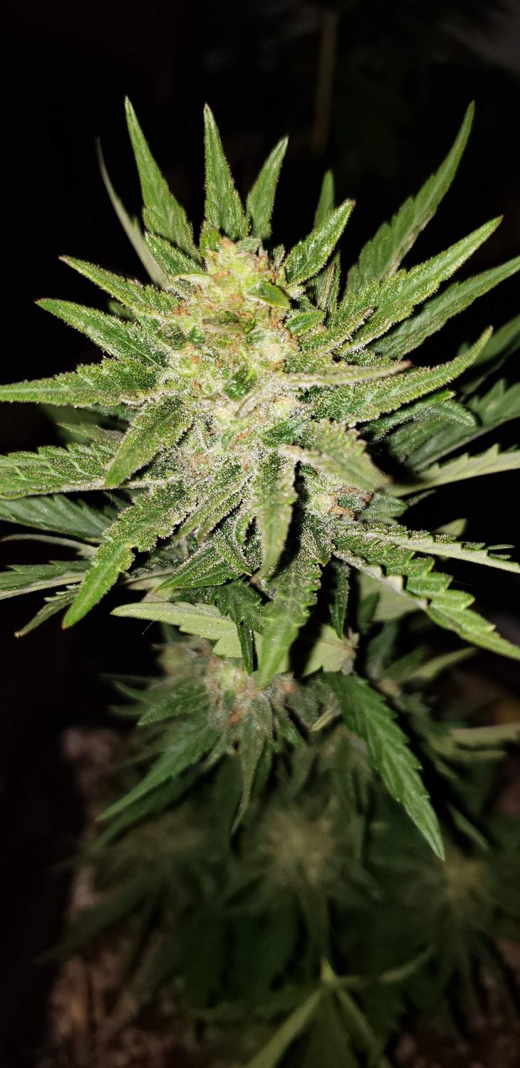 Bruce Banner Strain Info / Bruce Banner Weed By Monster GrowDiaries