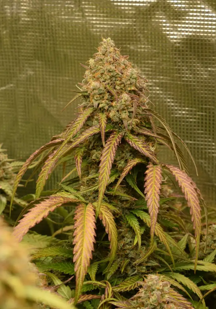 Bruce Banner Auto