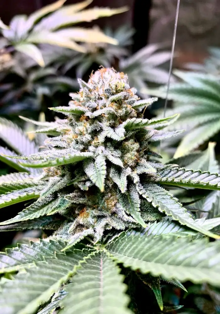 Fire OG