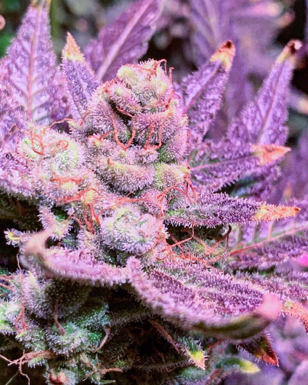 Blue Raspberry Truffle Strain Info / Blue Raspberry Truffle Weed By