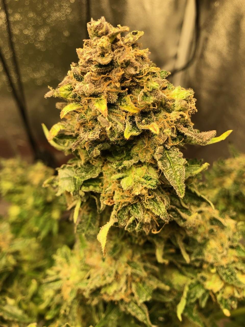 Cream Caramel Strain Info / Cream Caramel Weed By Sonoma Seeds