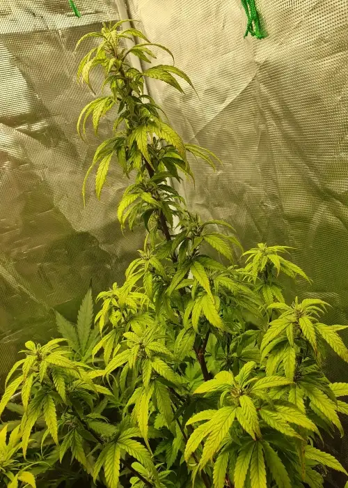 Hindu Kush Cannabis Strain Information GrowDiaries