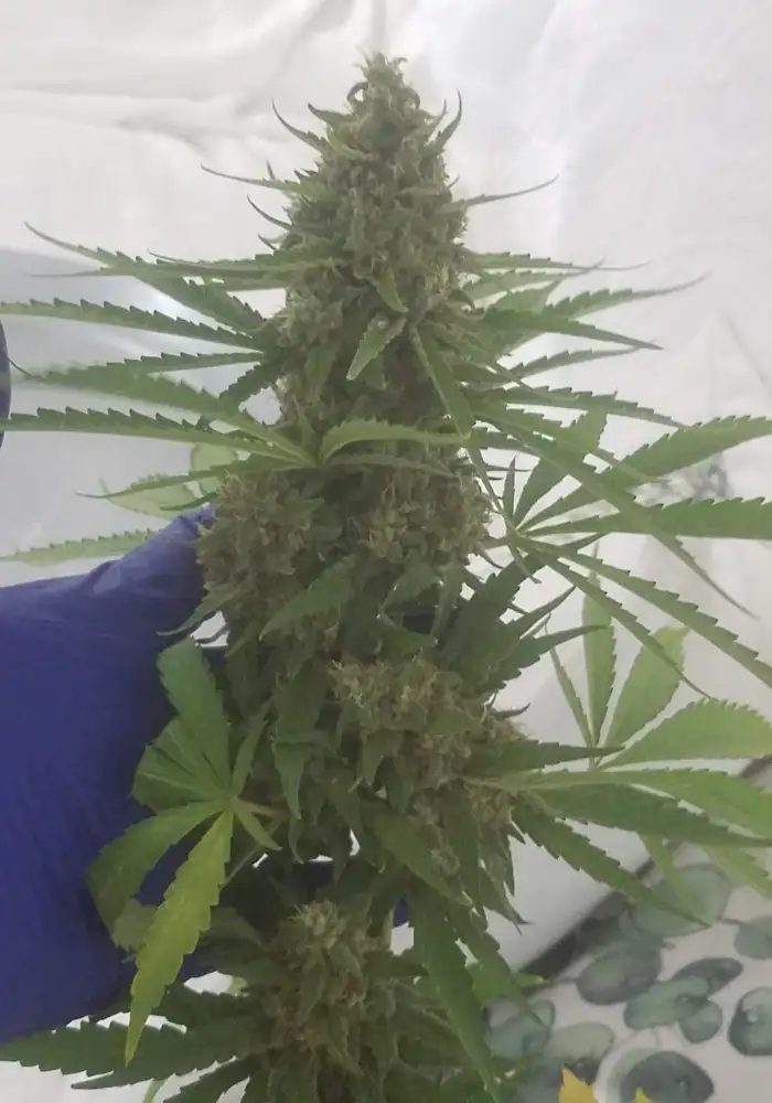 Zkittlez