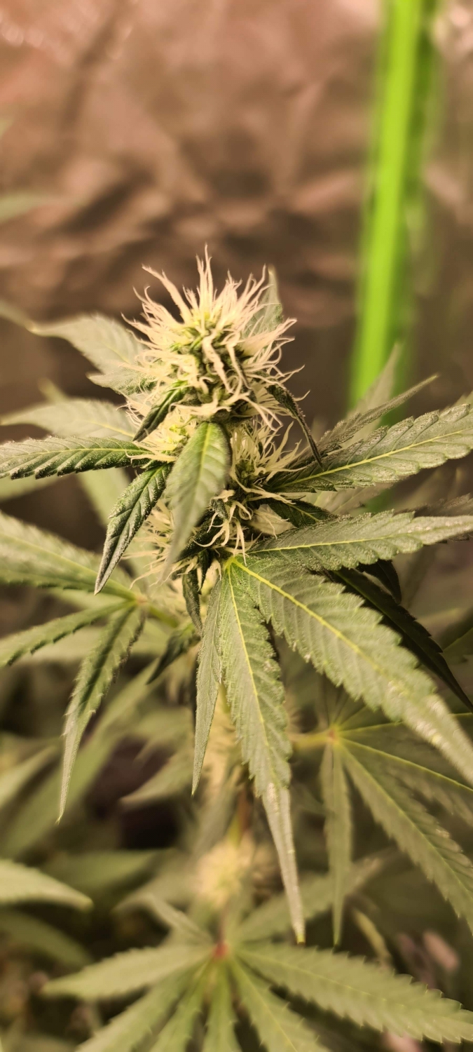 West Coast Sour Diesel x Girl Scout Cookies Strain Info / West Coast