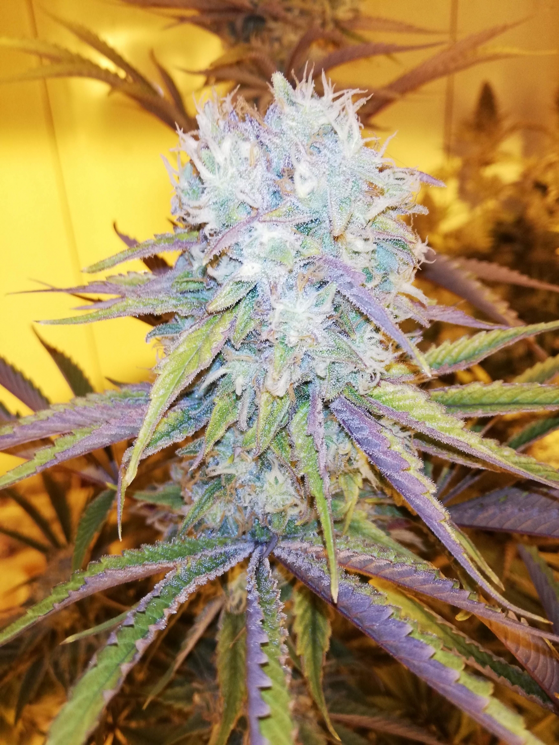 melon✩‧₊˚ Melona Ice Bars, Honeydew Melon - Foodland