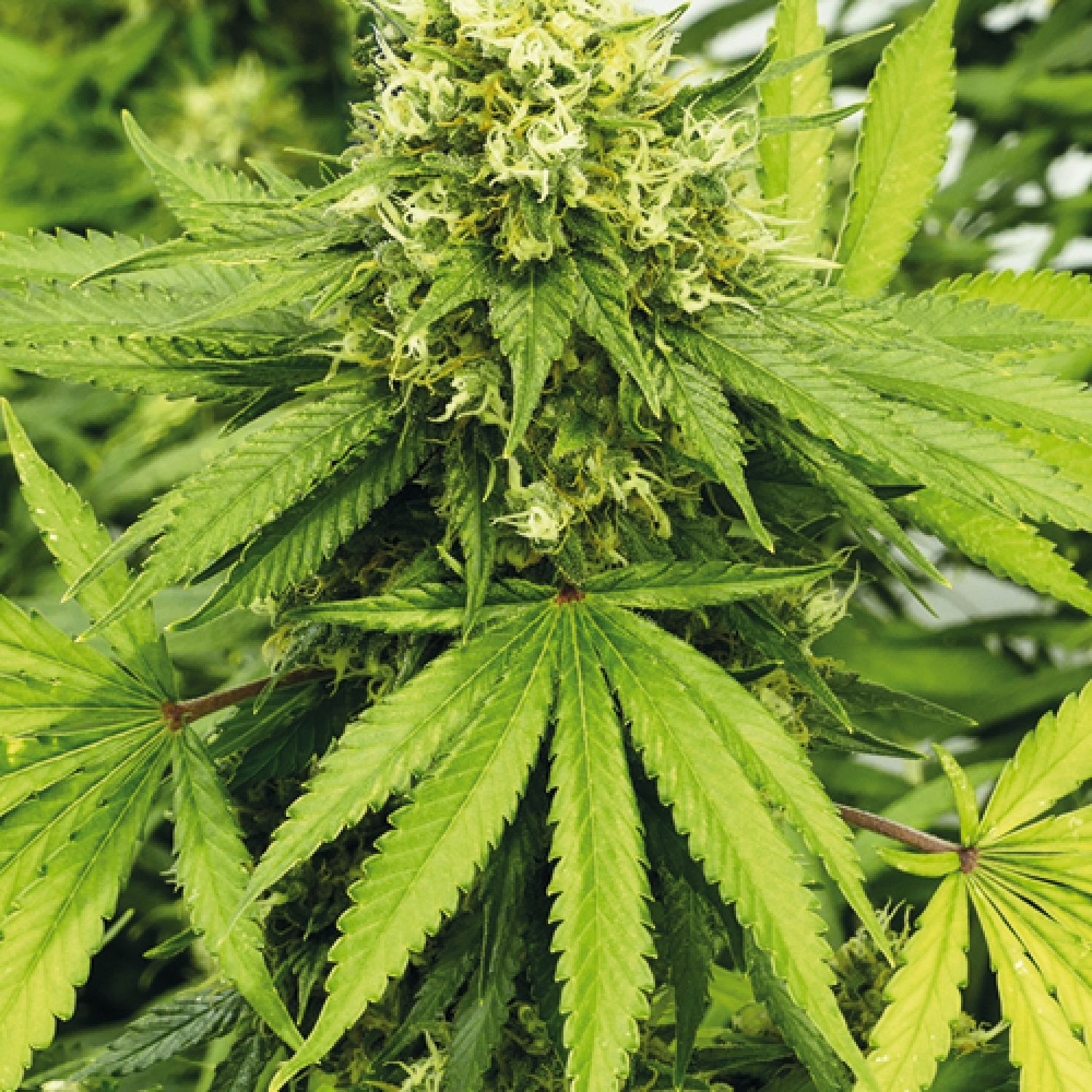 Grapefruit x bubblegum autoflower Strain Info / Grapefruit x bubblegum