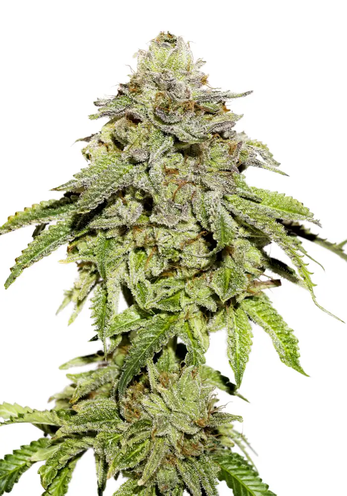 Cookies and Cream Fem