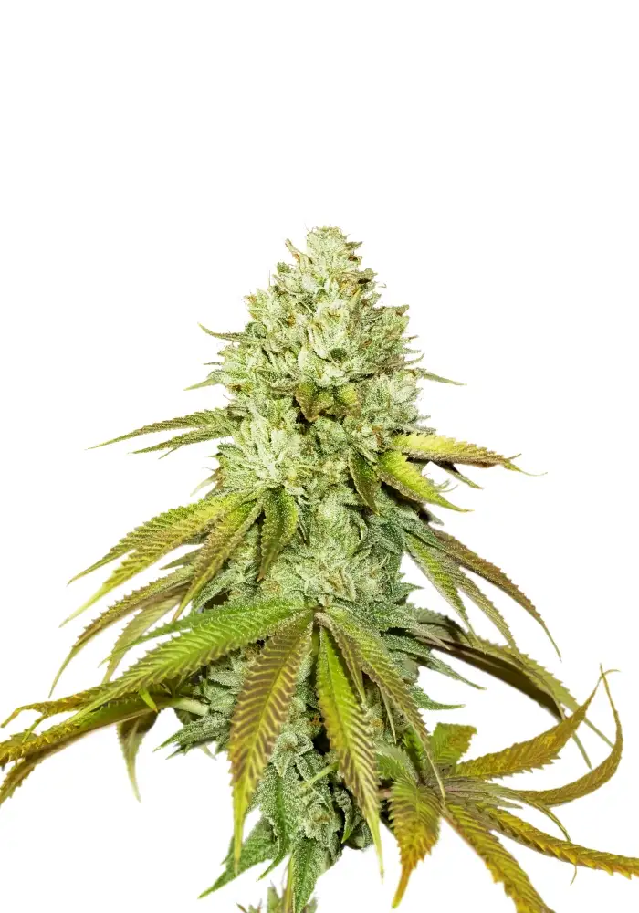 Pineapple Fem