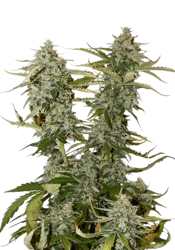 Candy Dawg