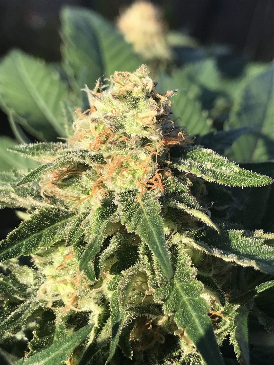 Fruit Cake Fem Strain Info / Fruit Cake Fem Weed By Seedstockers