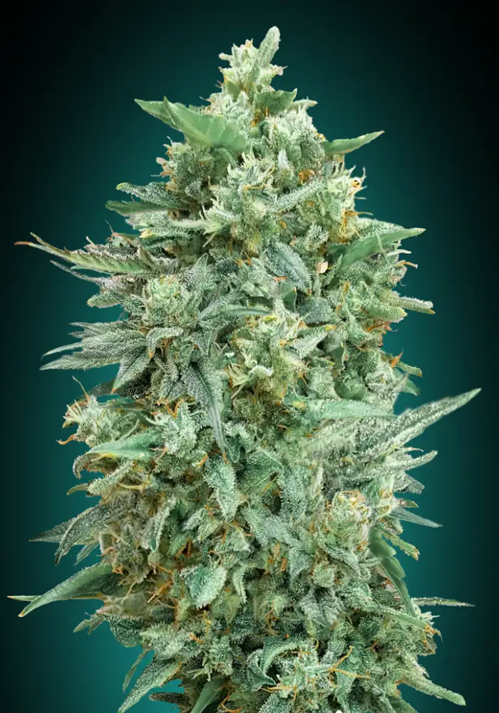 Auto Northern Lights XXL