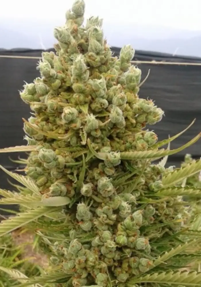 Auto Malawi x Northern Lights Fem