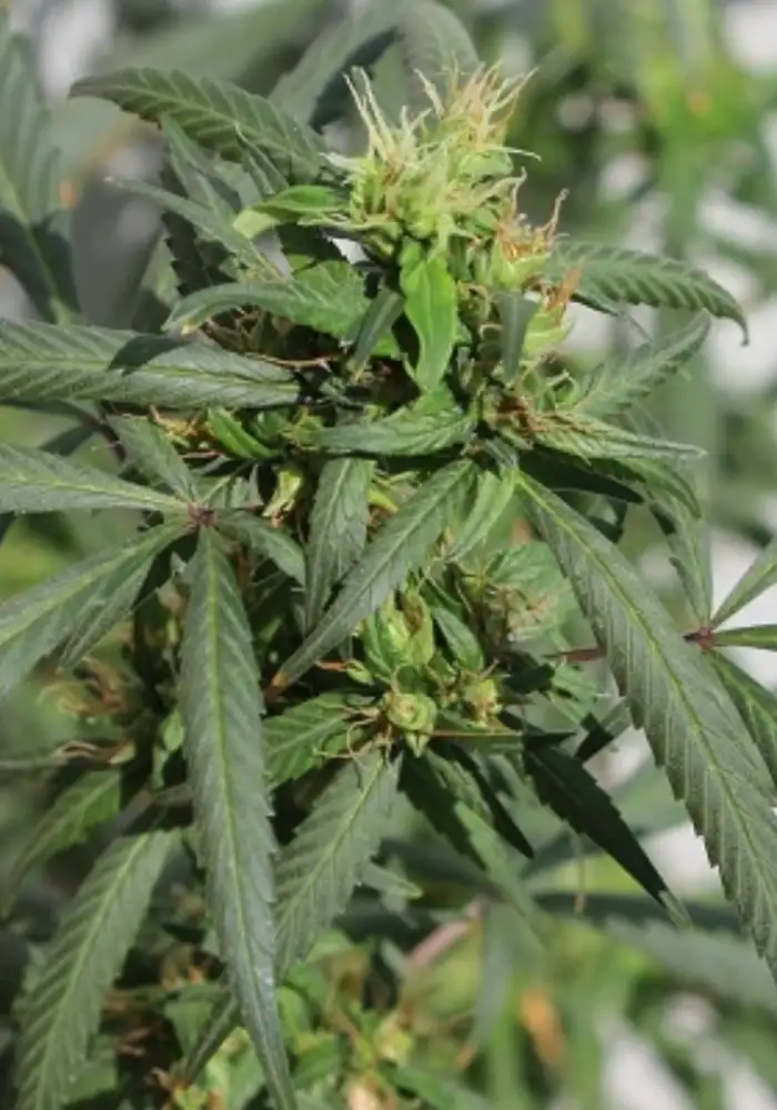 Hokkaido Japan Hemp