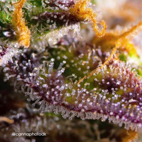 Blackberry Moonrocks® Strain Info / Blackberry Moonrocks® Weed By