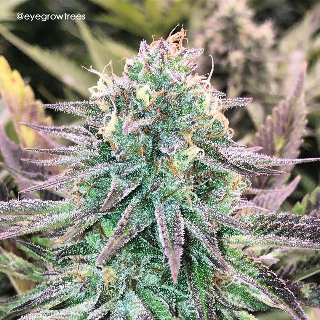 Blackberry Moonrocks® Strain Info / Blackberry Moonrocks® Weed By