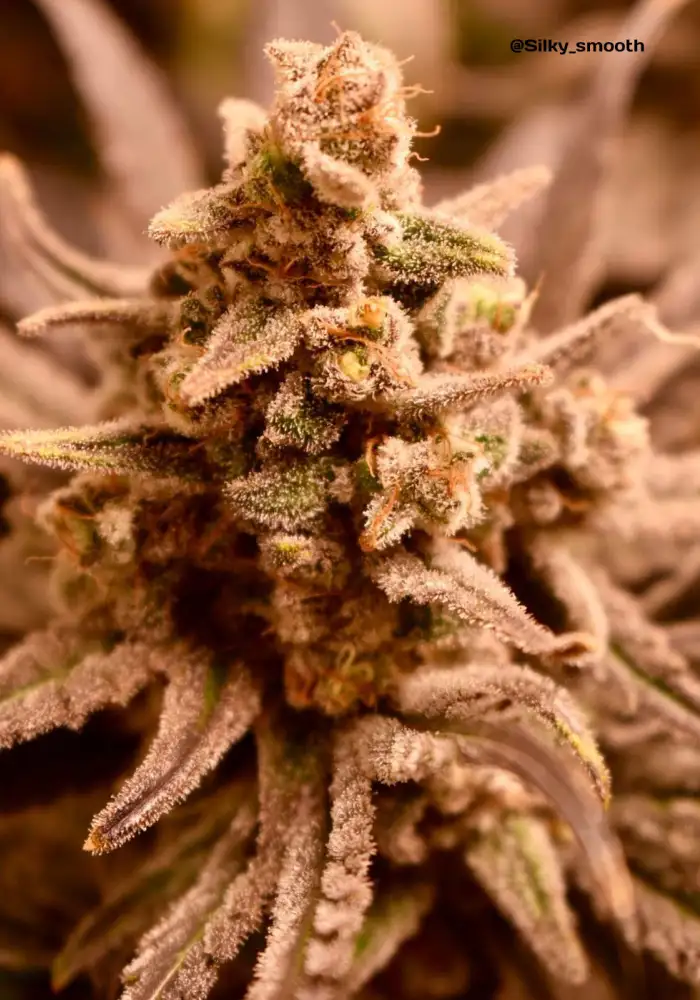 Pink Starburst