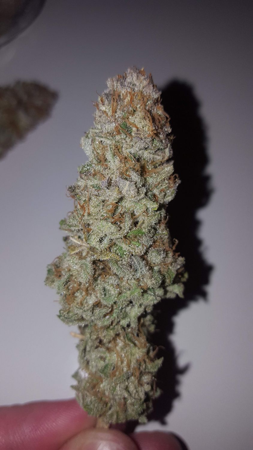 Slurricane Strain Info / Slurricane Weed By Anesia Seeds GrowDiaries