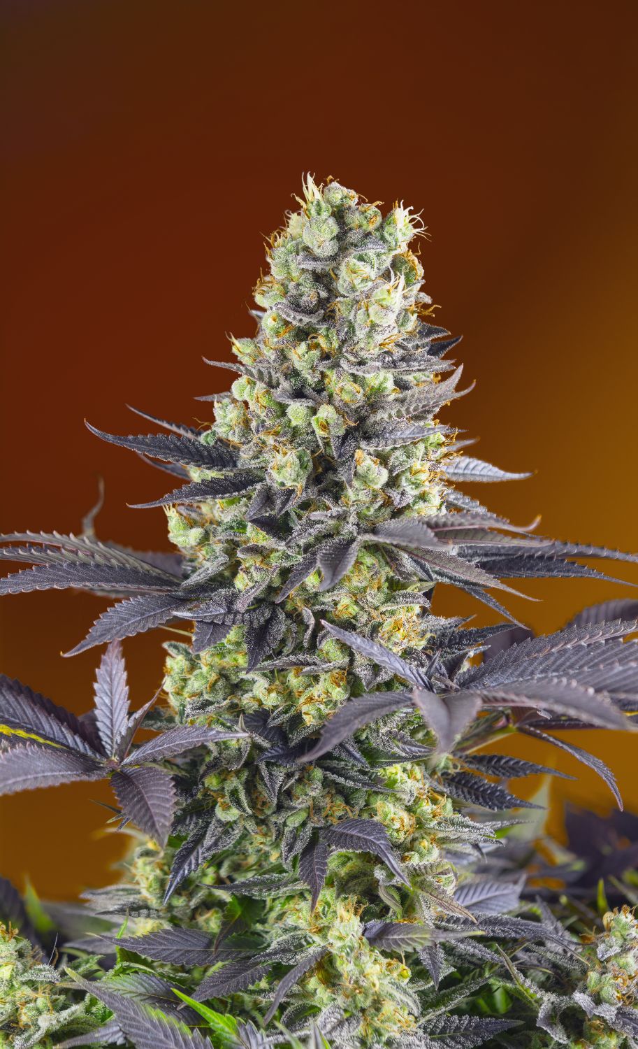 Sweet Zenzation Seeds by Sweet Seeds - GrowDiaries