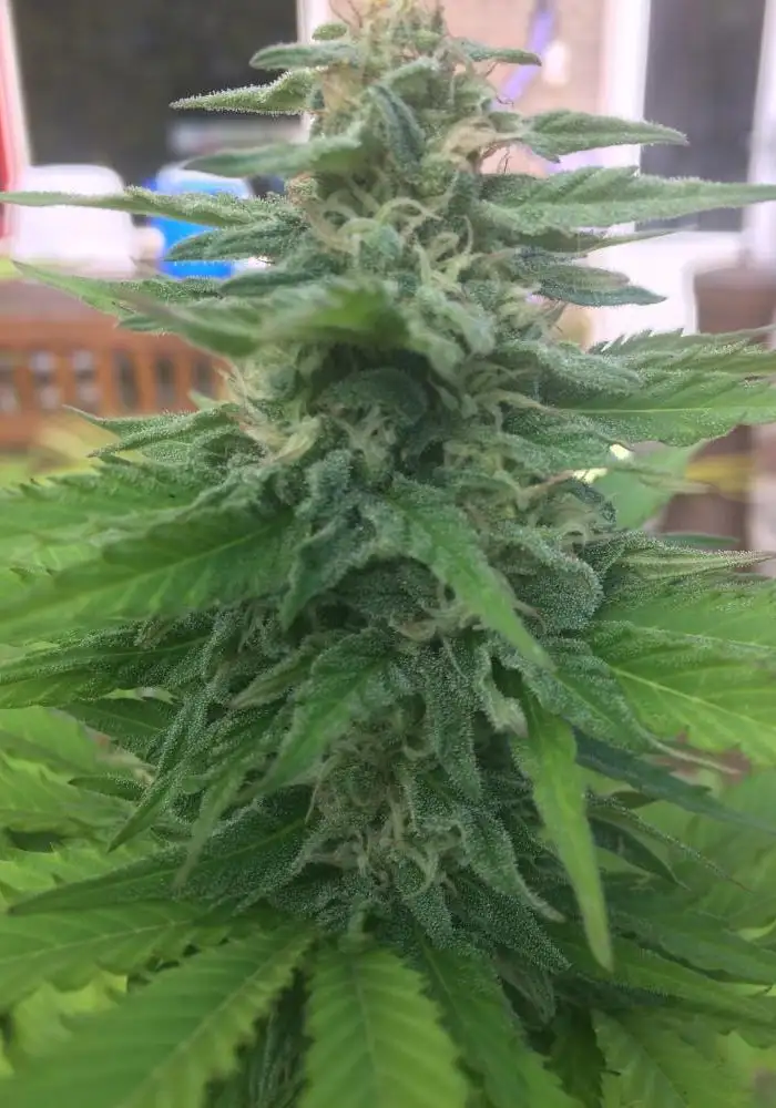 Northern Light