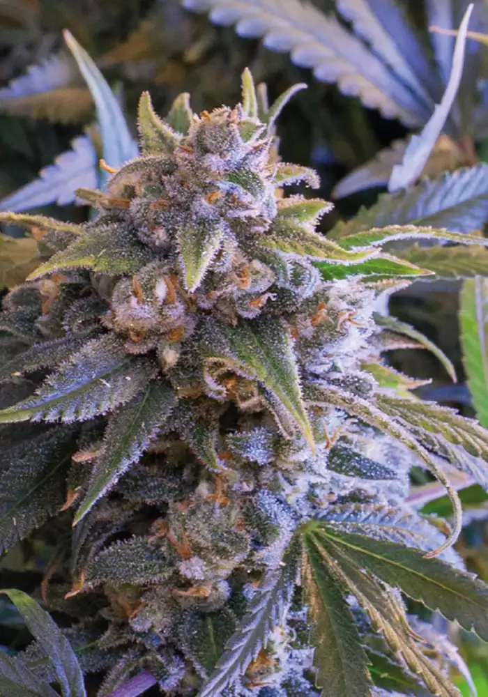 Pineapple Larry OG