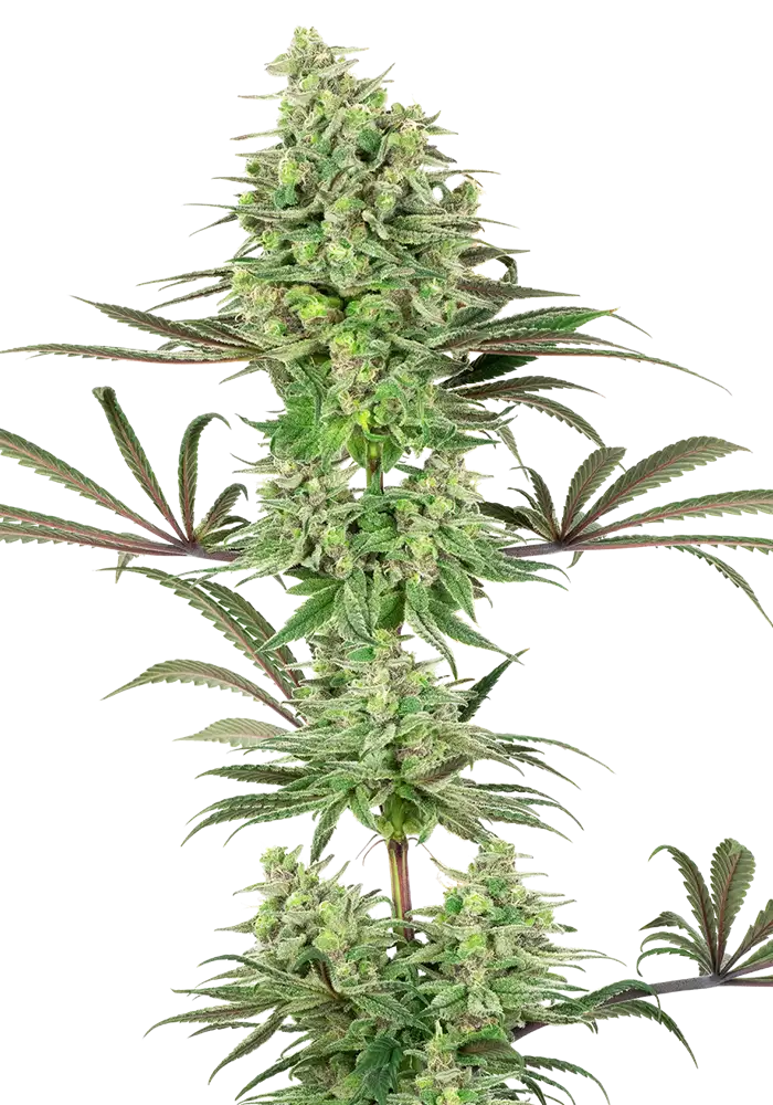 Double Banana Kush