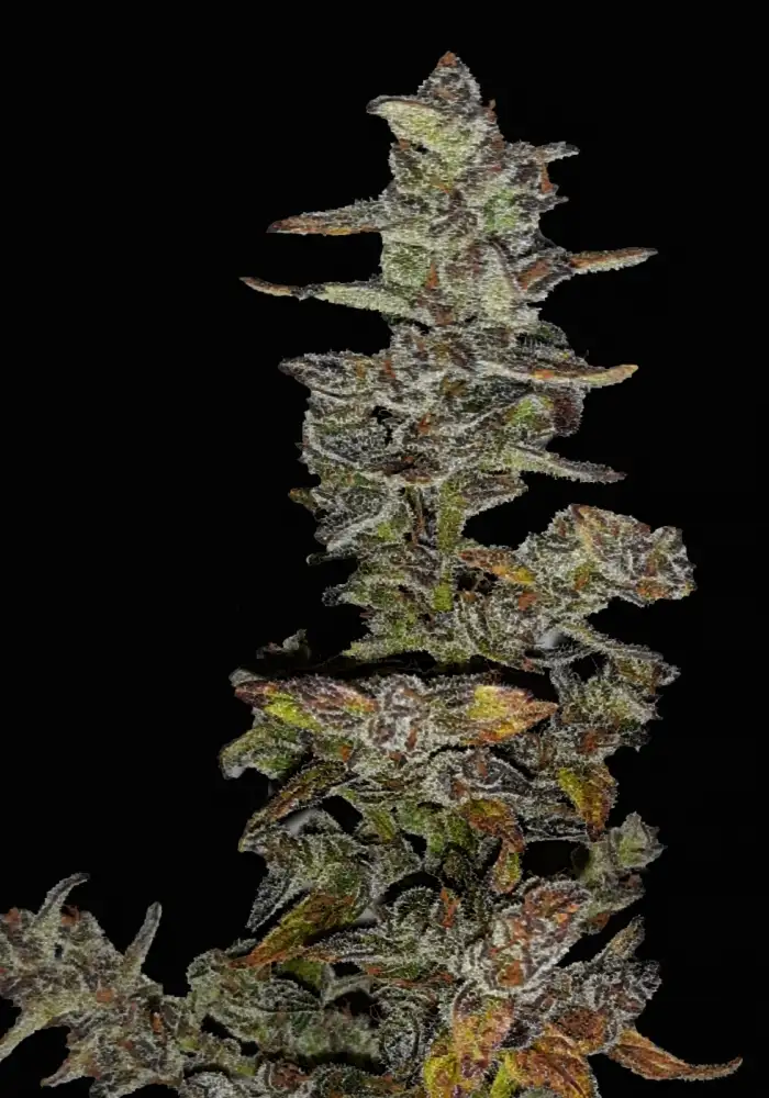 Xmas Tree Automatic