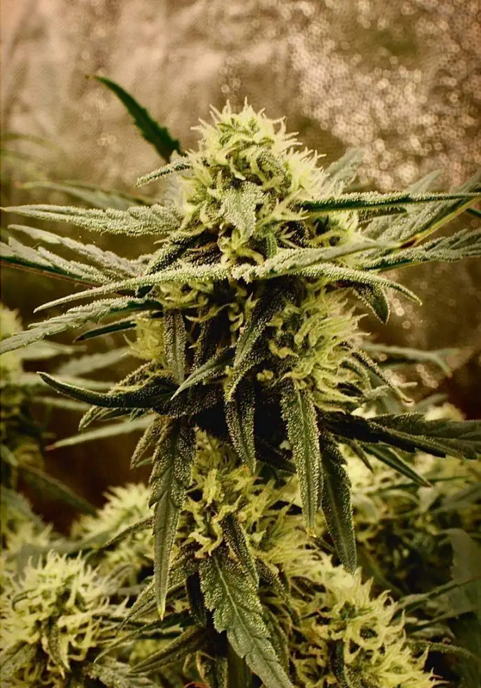 Moby-D XXL Auto
