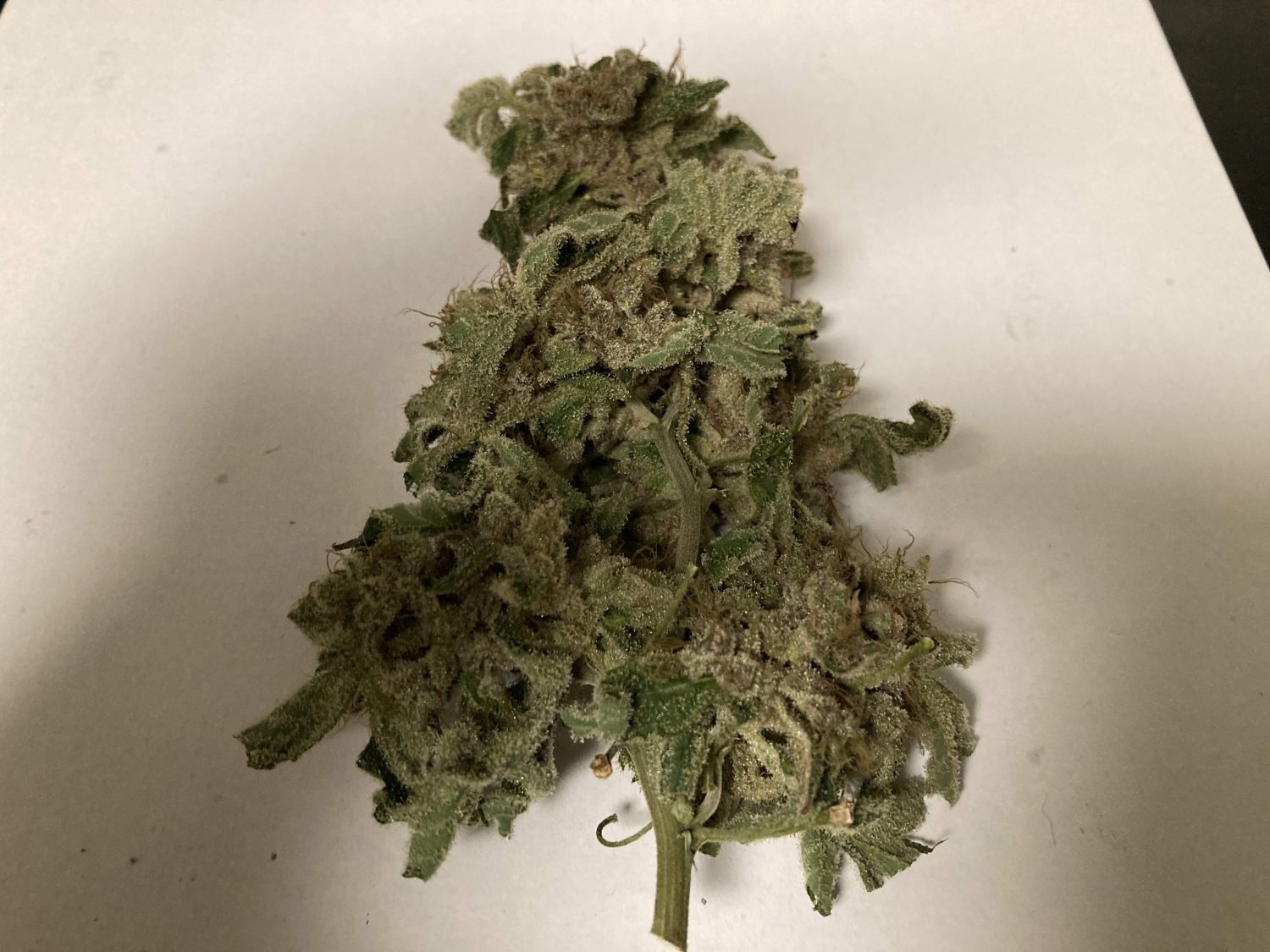 Black Cherry Punch Strain Info / Black Cherry Punch Weed By Pyramid Seeds GrowDiaries