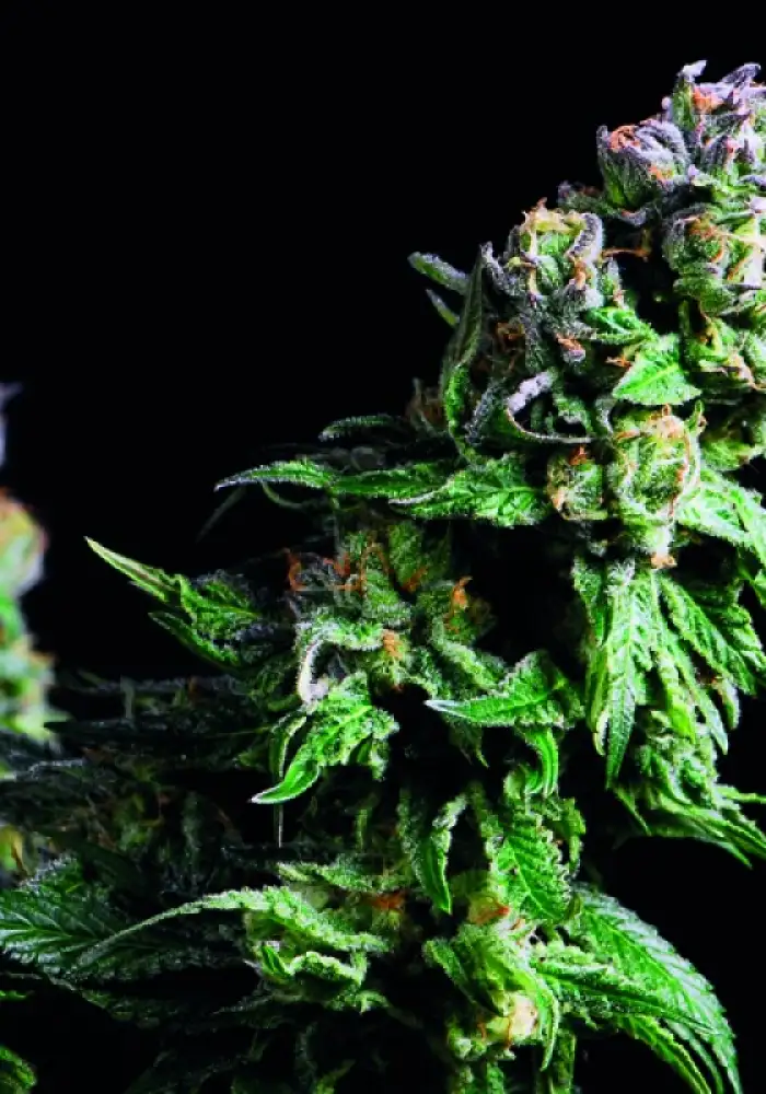 Purple Urkle