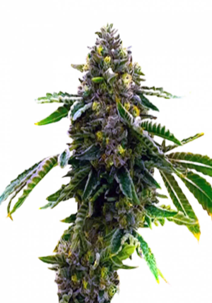 Alien Technology Fem