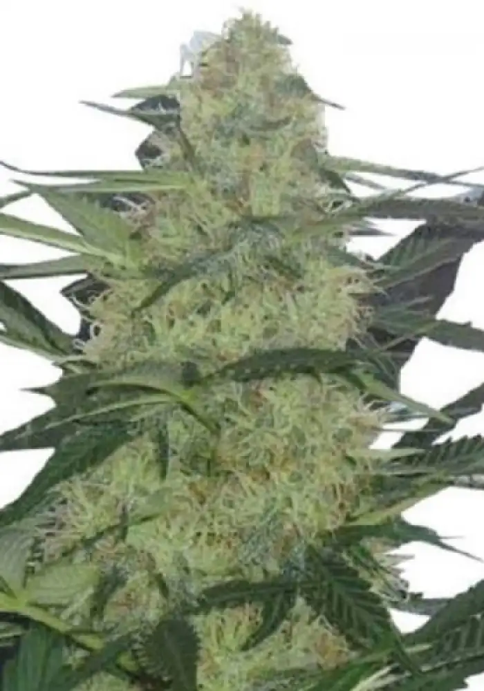 Magnum Auto