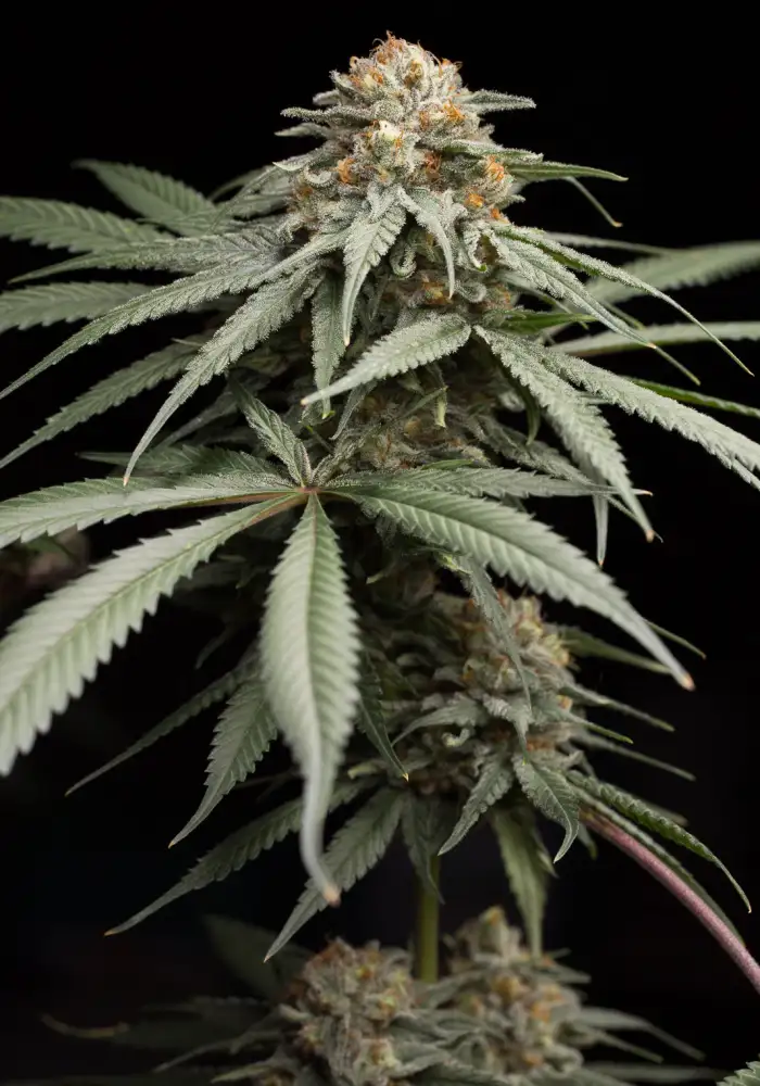 Sunrise Sherbert