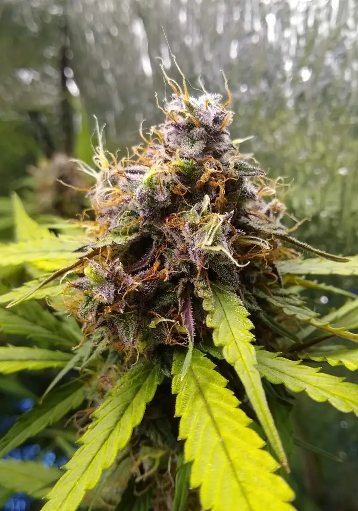 Red Sugar Auto