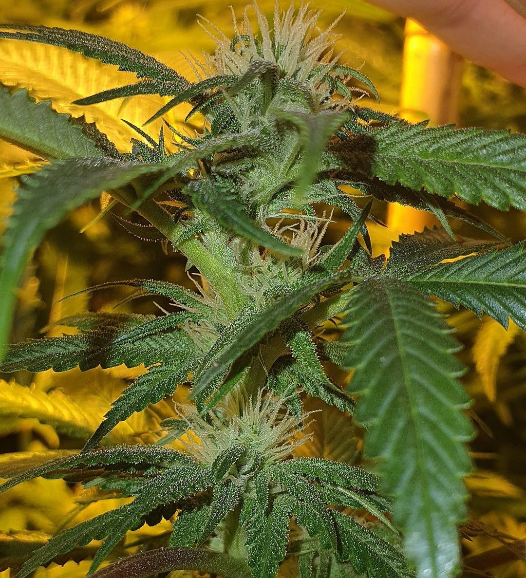 Strawberry Cookies Strain Info / Strawberry Cookies Weed By Connoisseur