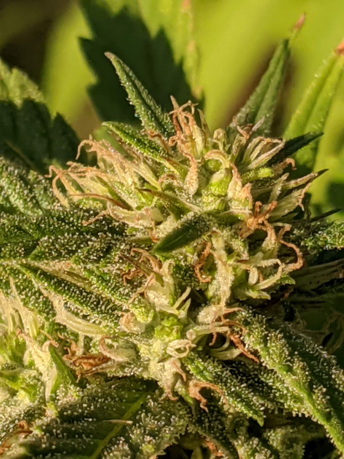 Raspberry Parfait Strain Info / Raspberry Parfait Weed By Humboldt Seed