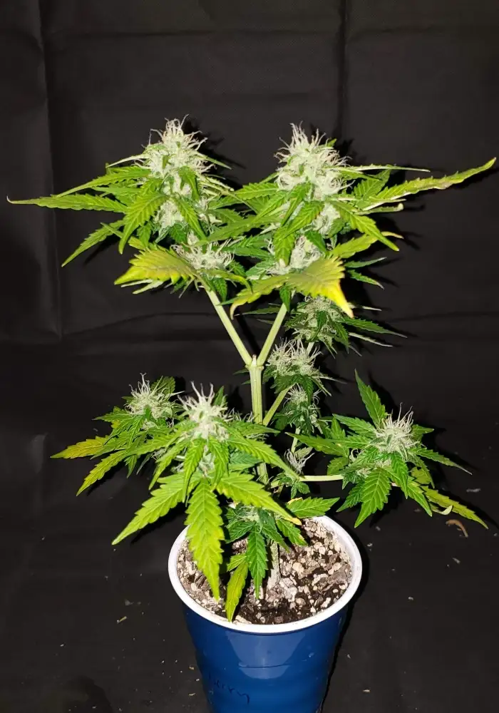 Auto Blueberry