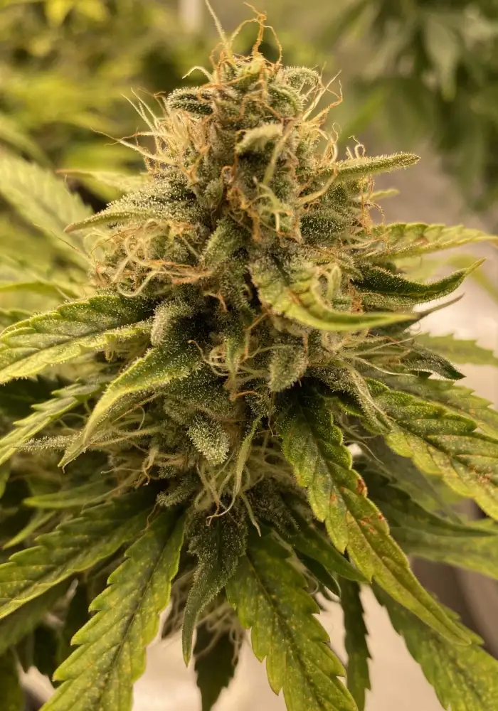 Auto Bruce Banner
