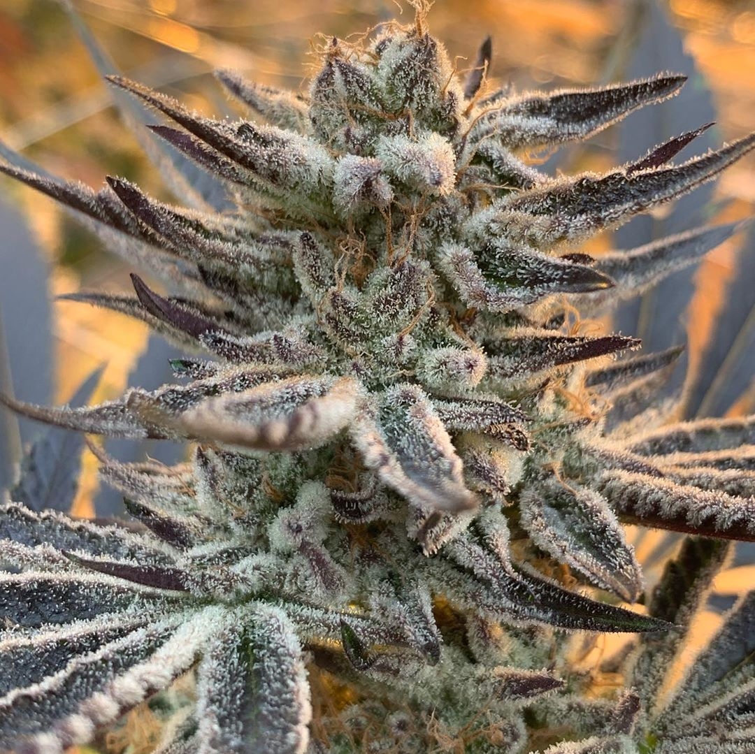 Terple Strain Info / Terple Weed By In House Genetics - GrowDiaries