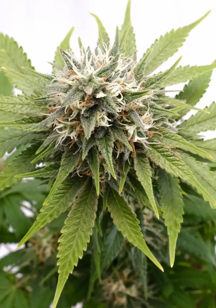 Silver Widow